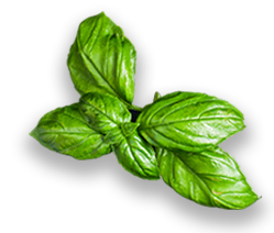 basil