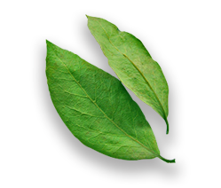 Bay Leaves